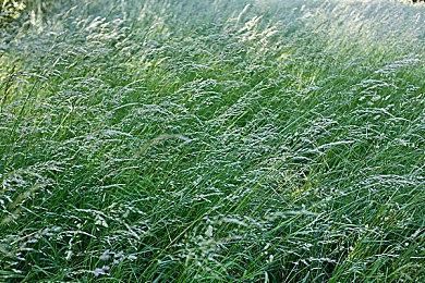 《匹诺曹的谎言》销量突破300万！DLC表现亮眼